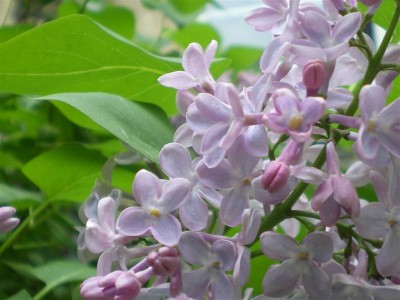 IMGP2068 (Medium).JPG
