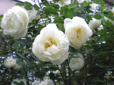 IMGP2118 (Medium).JPG